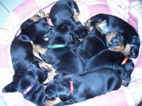 /album/stenata-2012/hier-auch-schlafen-jpg/